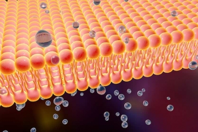 细胞脂膜吸收分子的插图